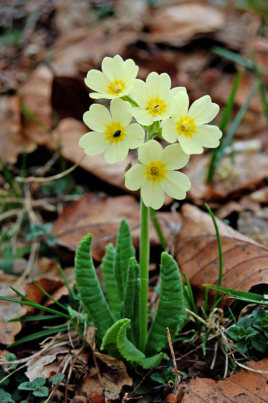 Primula veris  del Sengio Alto -  Primula x tommasinii